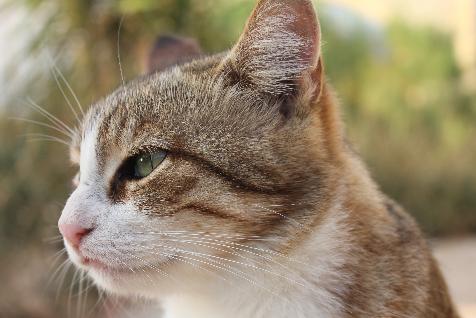 Yoga Rocks retreat with wild cats in Crete