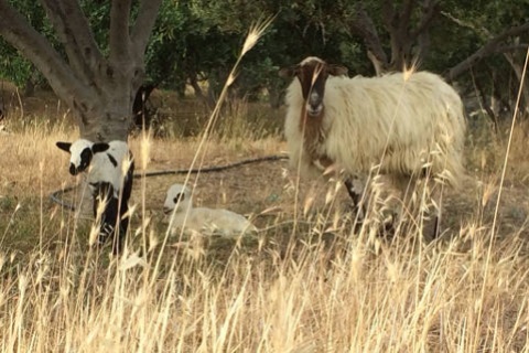 sheep at Triopetra Crete