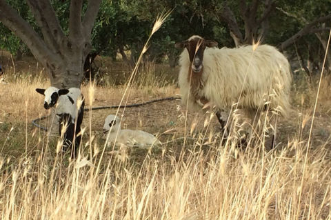 sheep at Triopetra Crete