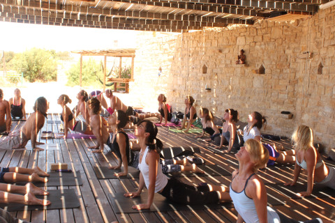 Dog head up on yoga holiday