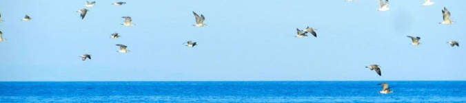 Sea birds flying on yoga holiday