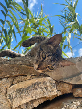 Lila the Yoga Rocks cat