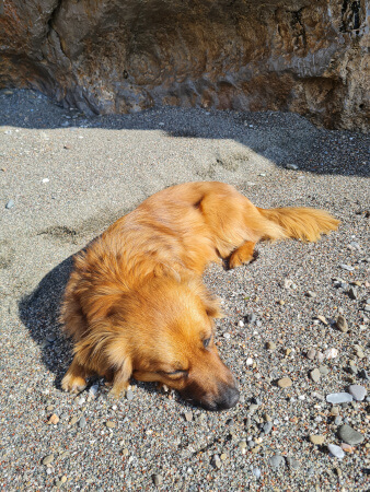 Boobie the dog on the sandy beach near the yoga retreat