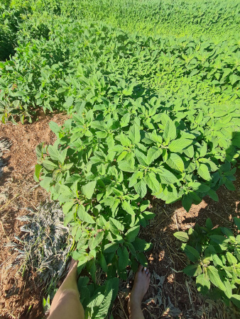 Cretan horta growing by the yoga retreat