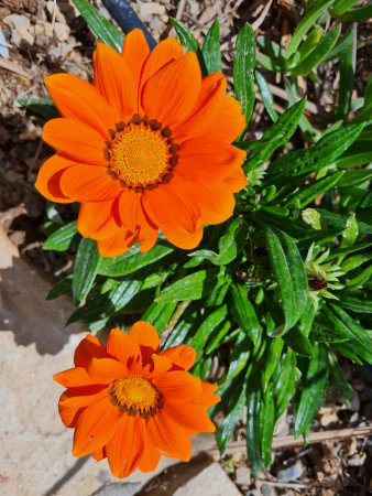 Stunning spring flowers in Greece