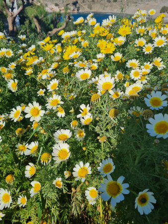 Spring daisies by yoga retreat in Crete