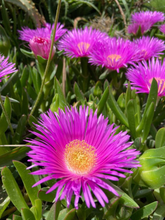 Spring flowers are remarkable in Crete