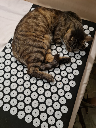 Cat on a spiky mat at yoga retreat