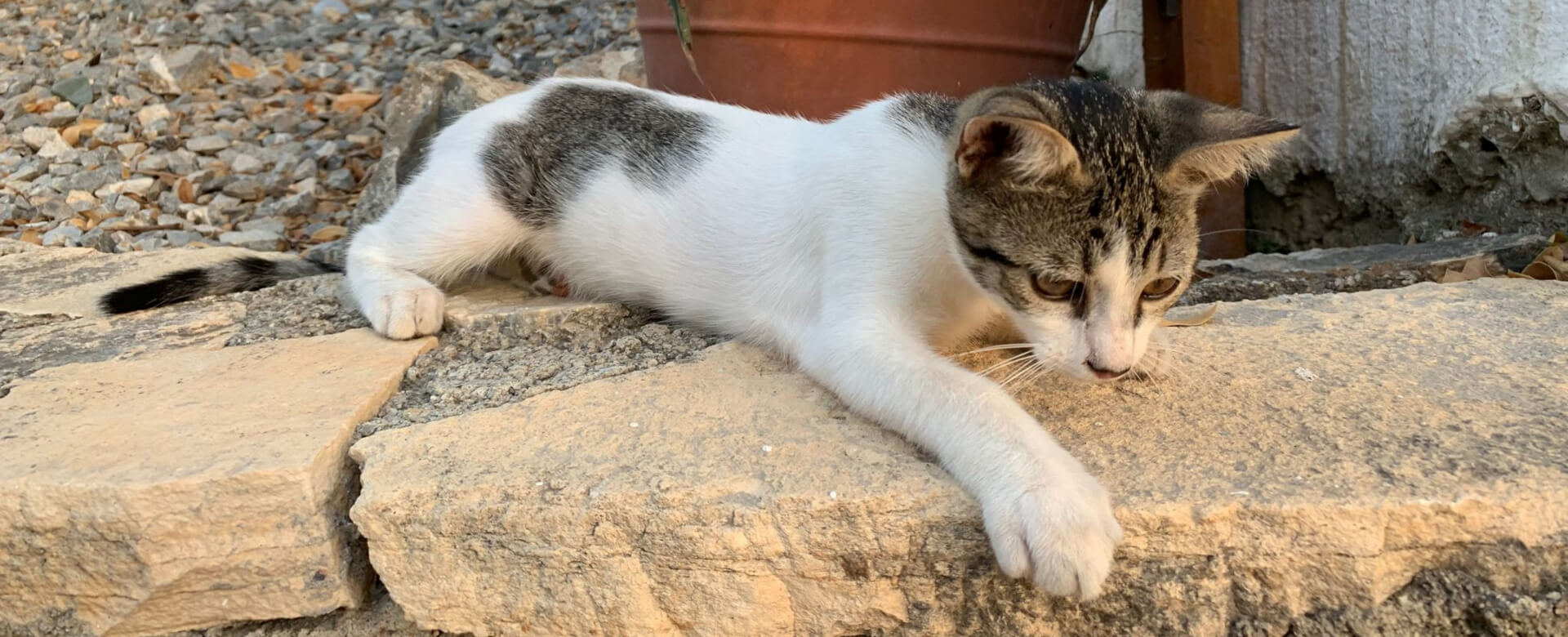 A kitten doing down head kitten